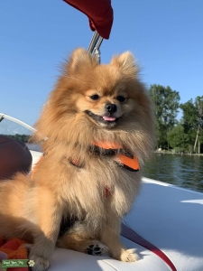 Teacup Pomeranian stud  Listing Image