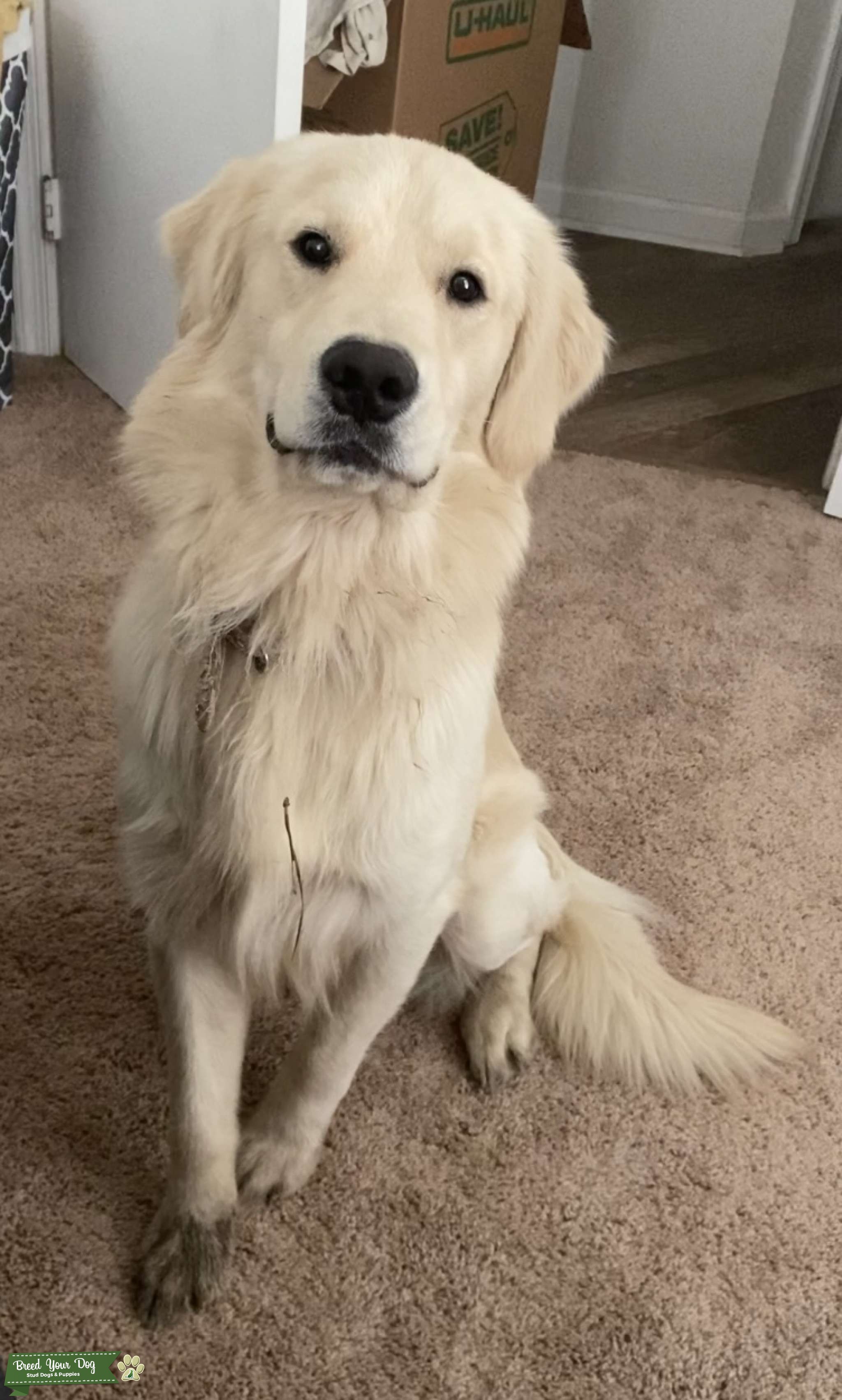 English Cream Golden Retriever Stud Stud Dog in Virginia, the United States Breed Your Dog