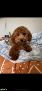 Toy Poodle Stud Listing Image