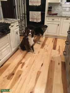 Australian Shepherd stud Listing Image