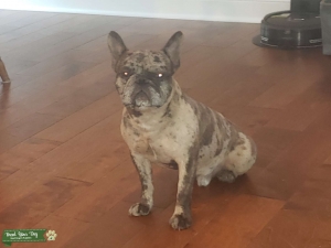 Merle French bulldog  Listing Image