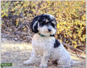 CKC Tri mini poodle  Listing Image
