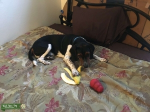 Beagle in Seattle, so sleepless  Listing Image