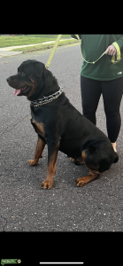 Male Rottweiler - 24 months 140 lbs Listing Image