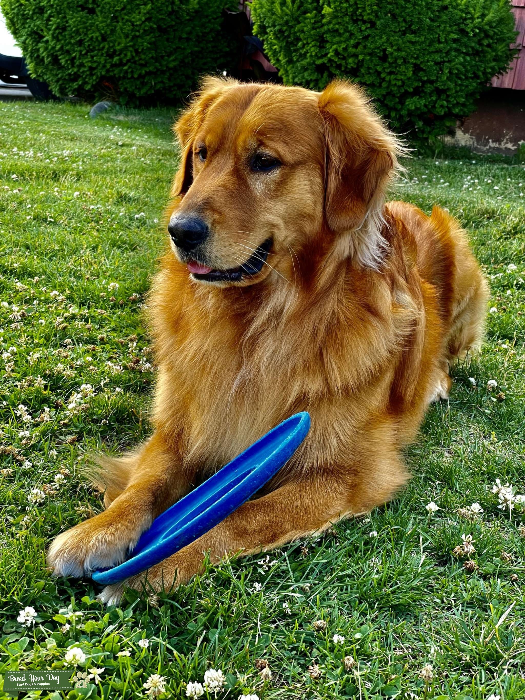 Pure Golden Retriever Stud Dog New York Breed Your Dog