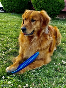 Pure Golden Retriever Listing Image