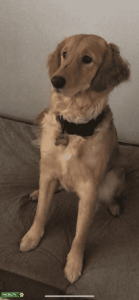 Sweet and gentle blonde golden retriever  Listing Image