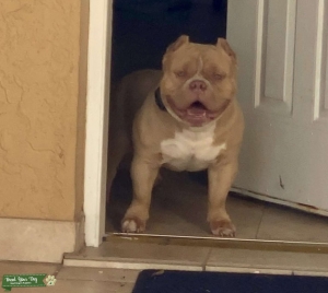 UKC Lilac American Pocket Bully Listing Image
