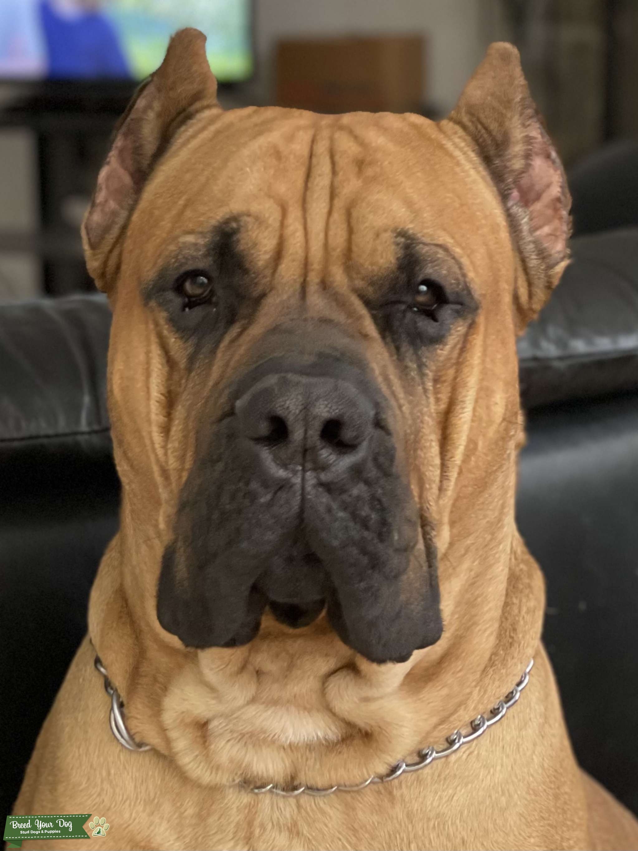 Presa Canario - Stud Dog in Maryland, the United States | Breed Your Dog