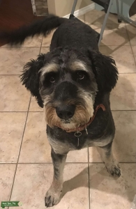 F1 Bernedoodle  Listing Image