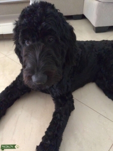 F1B Labradoodle Listing Image