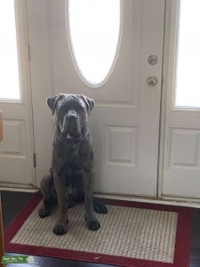 Italian Mastiff w/ papers Listing Image