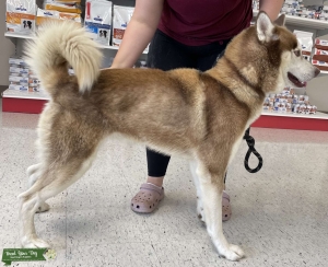 Siberian Husky Stud Listing Image