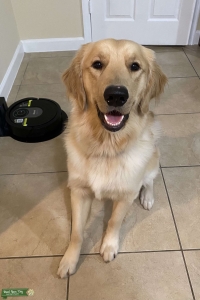 Golden Retriever looking for a girlfriend Listing Image