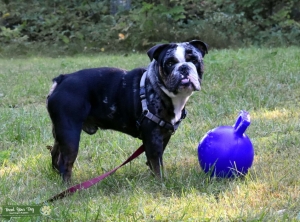 English Bulldog Stud Listing Image