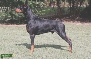 AKC Doberman Stud Listing Image
