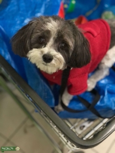 Black and White Maltipoo Listing Image