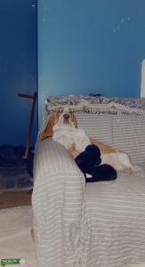 Family Male basset hound looking to stud Listing Image