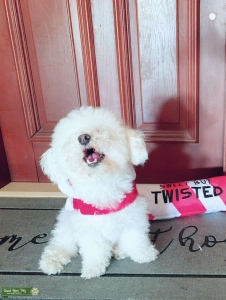 MALTIPOO  Listing Image