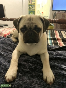 Pug Stud  Listing Image
