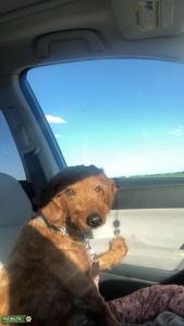 Beautiful golden doodle ready to breed Listing Image