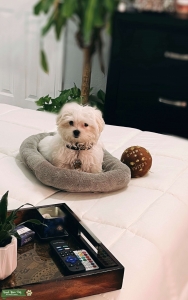 MALE MALTESE STUD Listing Image