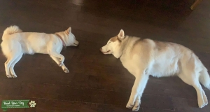 Cream - White Shiba Inu Listing Image