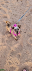 Yorkie. Maltese ( Morkie)  Listing Image