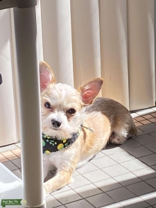 Toy Chorkie Listing Image
