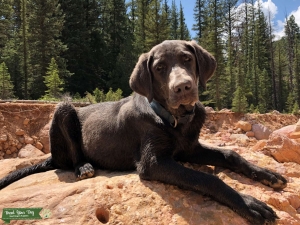 RARE Charcoal Lab AKC Listing Image