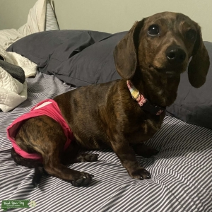 Ohio doxie Listing Image