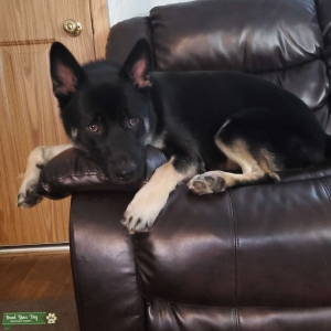 German Shepherd/Husky Mix looking to extend his legacy.  Listing Image