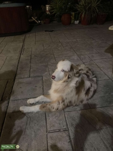 Beautiful Red Merle Aussie Stud Listing Image