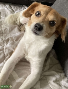 Chihuahua-Beagle mix designer breed cheagle Listing Image