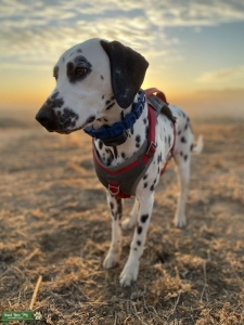 AKC Dalmatian seeking Stud Listing Image