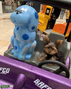 Looking for a Teacup Girl Yorkie Listing Image