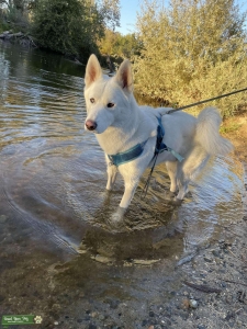 All white husky looking to breed. Listing Image