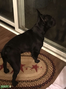 Frenchton Stud Listing Image
