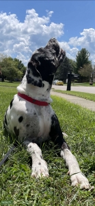 Daniff available for breeding  Listing Image