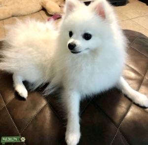 White bitch Pom  Listing Image