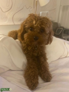 Cavapoo Dam in 1st heat, looking for mini poodle to breed early 2022 Listing Image