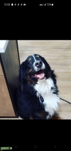 Very Handsome Bernese Mountain Dog Stud Listing Image