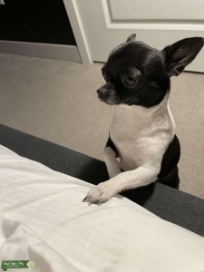 Looking to breed our Chihuahua  Listing Image