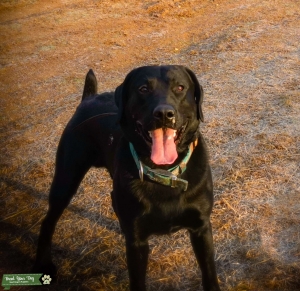 AKC Black Lab Listing Image