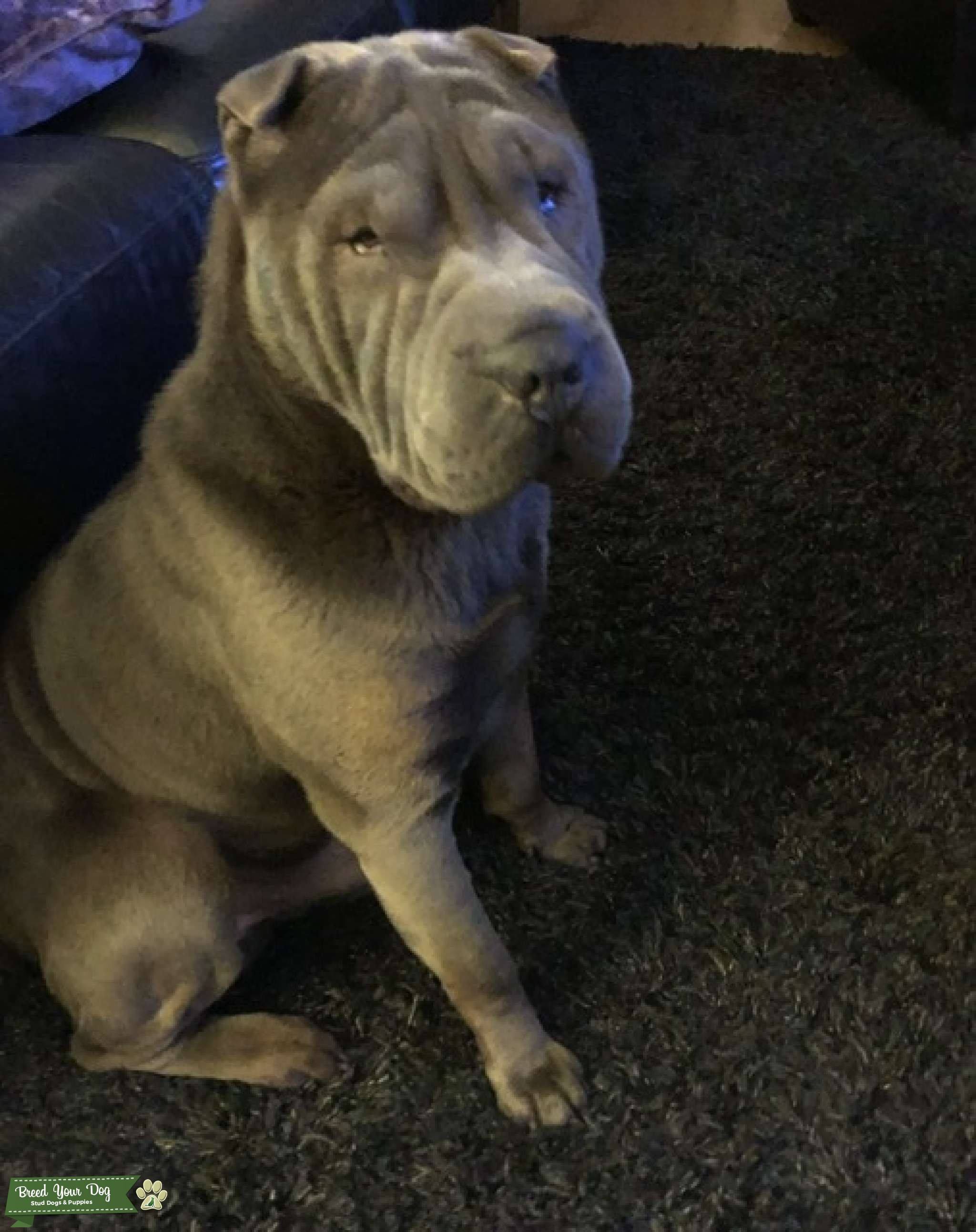Blue male Shar pei Stud Dog Dudley West Midlands Breed Your Dog