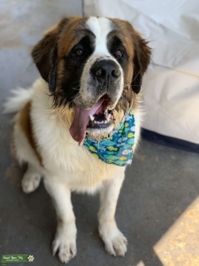 Handsome stud  Listing Image
