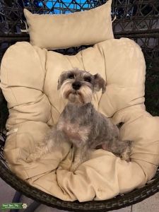 Salt & Pepper Miniature Schnauzer Listing Image