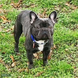 Loki the Frenchie for Stud! Listing Image