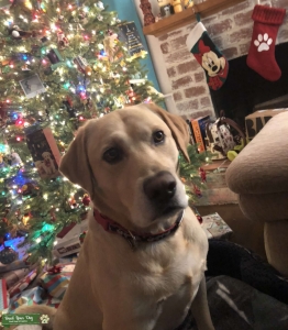 Looking for a lovely lab Listing Image