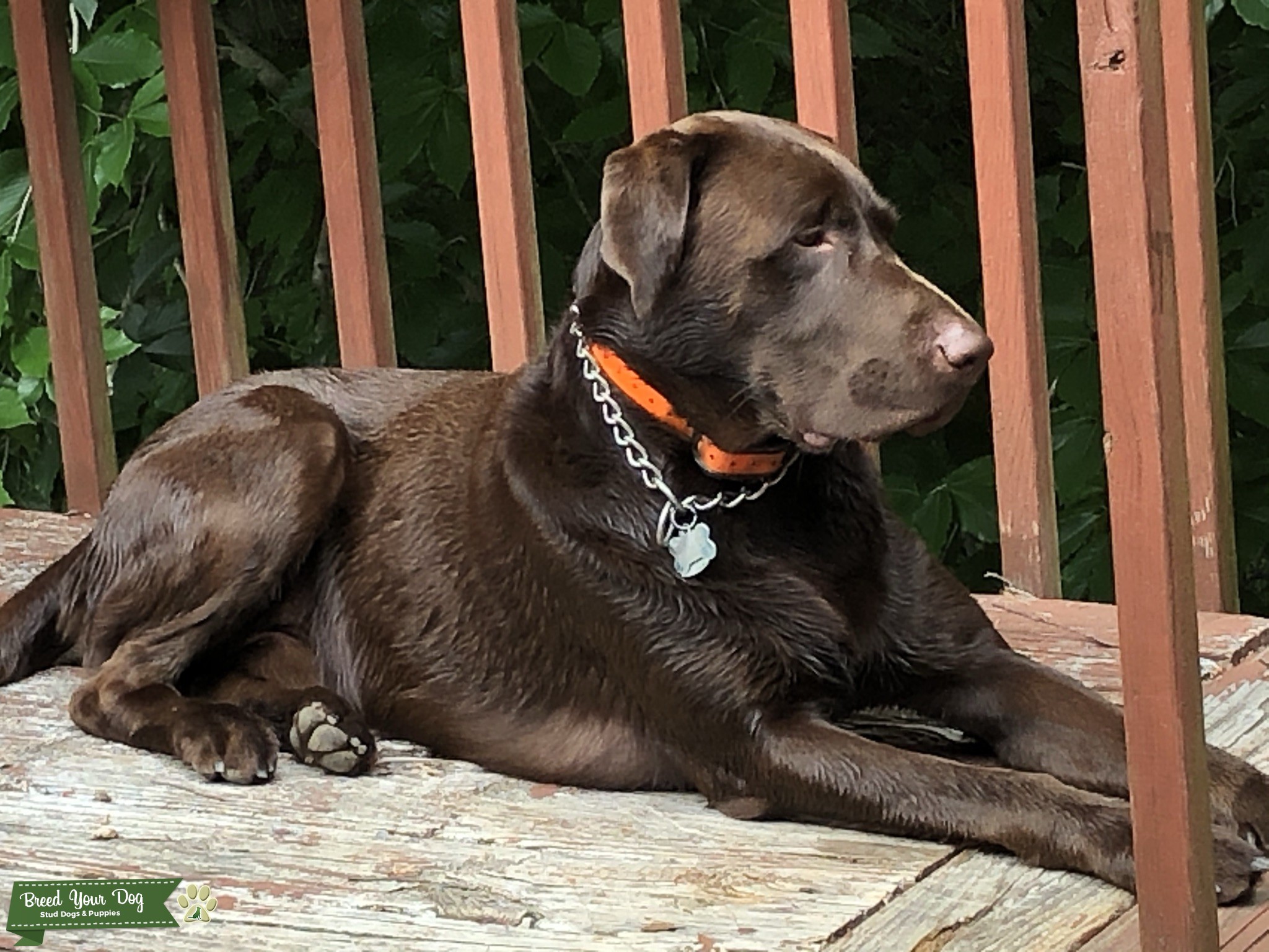 Ready to stud Chocolate Brown Labrador American Lab, Tall, Long Legs, Very athletic, Very